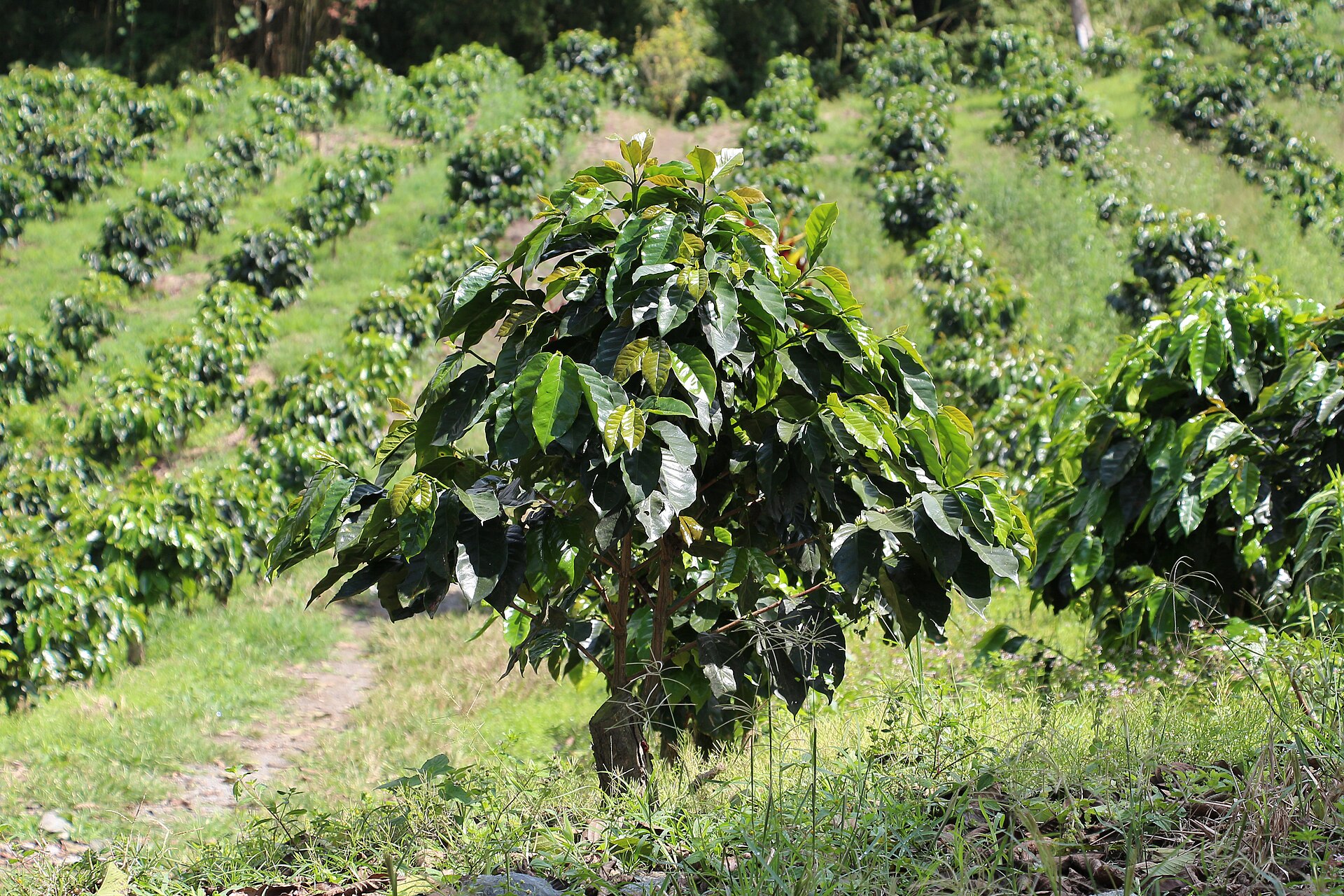 Coffee Farm Experience
